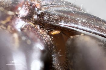 Media type: image;   Entomology 810658 Aspect: thorax lateral